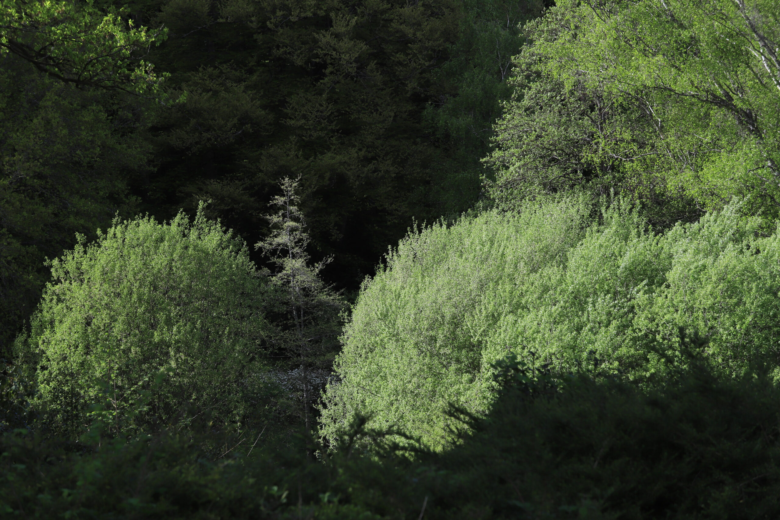 Reconnaissance des arbres en été