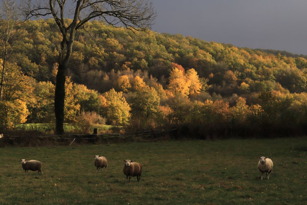 Reconnaissance des arbres en automne