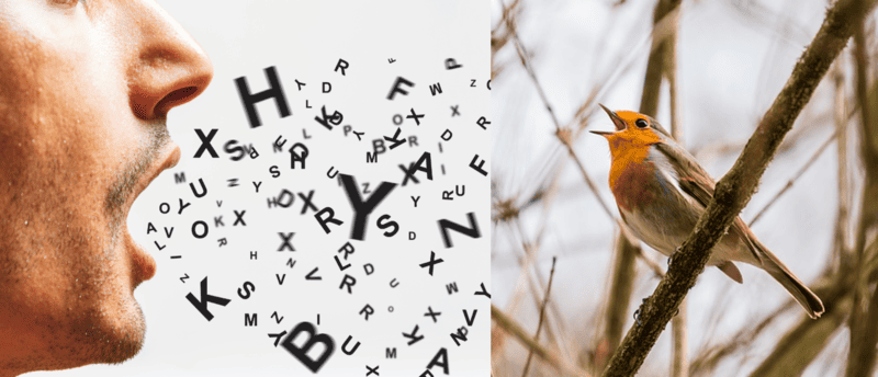 Les langues des oiseaux