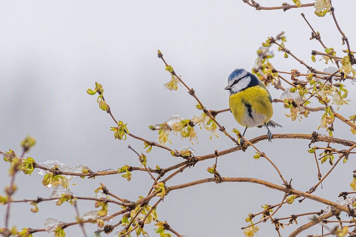 Sortie « Chants des oiseaux »